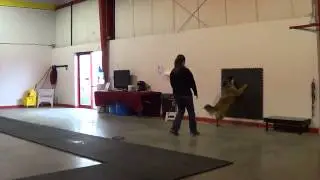 Leonberger Mix showing off some skills!