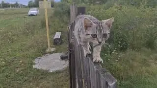 Алтайскорусская киска )