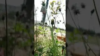 Dandelion shot
