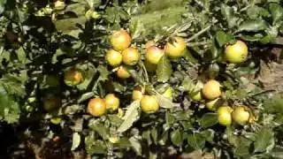 Apple Variety Laxton's Epicure
