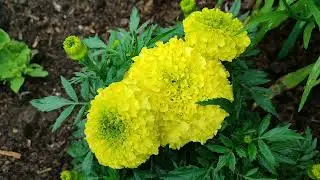 Самые красивые бархатцы - бархатцы Антигуа