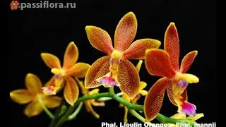 Phal. Lioulin orange x phal. Mannii