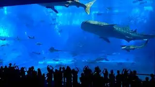 沖繩水族館鯨鯊