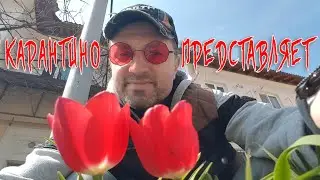 Жизнь Карантино - 1 день спустя