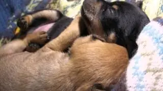 Tayson&Semka 2.5-4 weeks old slideshow