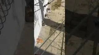 Принимаем солнечные ванны))) День в приюте