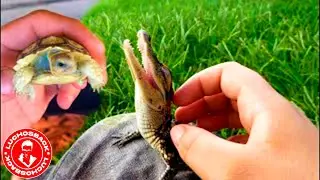 YOU WON'T BELIEVE HOW THESE ANIMALS ARE BORN