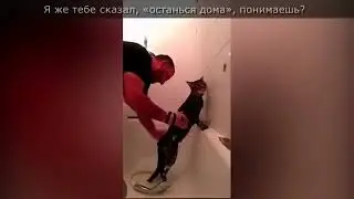 Чеченец и кот