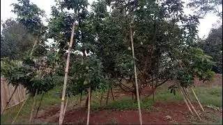 belajar berbuah, harus di topang