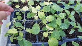 How to grow GROUND CHERRY from seeds to sprout