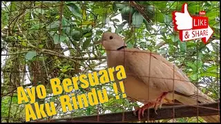 Membujuk Burung Puter Supaya Bersuara