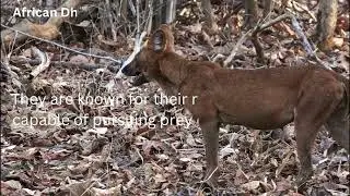 #the #Dhole #Cuon #alpinus  #pigmy #goat #animals #pandaconservation #dog #golden #dogbreed #nature