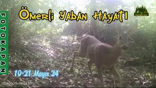 İstanbul da inanılmaz #fotokapan görüntüleri #wildlife #nature #deer #wolf