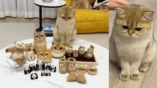 【牛奶是只猫】羊毛毡又增加了一个，再拔就真的要吐了哈哈哈