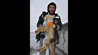 Tilki ile anlaşmaya çalışan abimiz 😂😂
