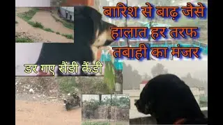 पेड़ों पर सेब किवी#kiwi#kiwigreen  #apple#appletree#garmi#barish#sandycandy#indian#street#dog