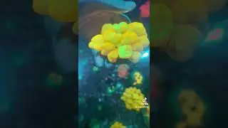bounce mushroom #aquarium #marineaquarium #sgreefers #sgreefclub