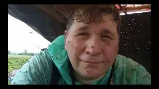Flies