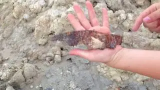 Розовая вода залива Сиваш источник