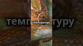 Рептилии #chill #факты #facts #научное