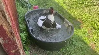 Power Wash the Duck