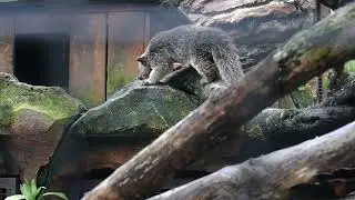 Musang Asli Indonesia Binturong Malaya // Di kebun binatang