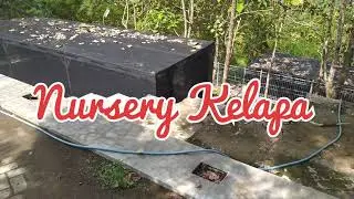 merawat dari petik hingga dewasa di nursery (pembibitan) kelapa (praktikum lapangan eps 15)
