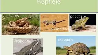 Graad R Reptiele
