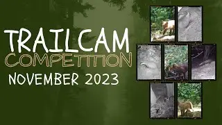 Trailcam Competition - November '23