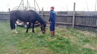 Жеребец знакомит свою новую подругу со стадом