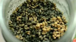Получаю чистую триходерму
