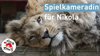 Eine Spielkameradin für Nikola | VIER PFOTEN