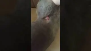 что не так с моей кошкой?