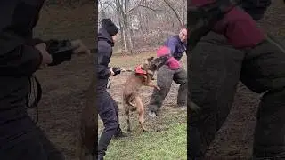 🔥Ajax Malinois attack.  Dog training.  GUARD Odessa 2024.