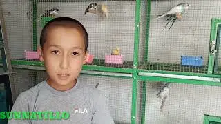 Валнисти КУШЛАР ДОКОНИ НАРХЛАРИ  KARELLA  VERADUSHKA QUSHLAR SOTILADI 📞 +998932581110 VALNISTI