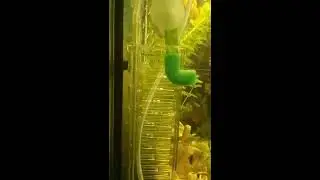 Реактор Лесенка и Система CO2 с китая