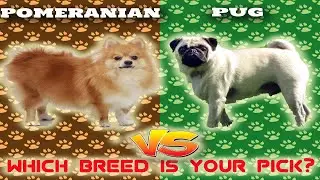 POMERANIAN VS PUG - COMPARISON