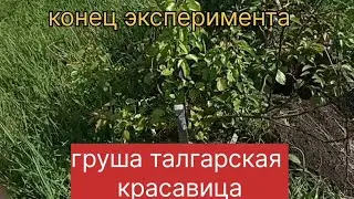 Конец эксперимента. Груша Талгарская красавица.