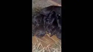 Bruno/Simone Litter Just Dropped