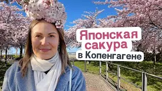 Цветение сакуры в Копенгагене