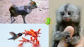 3 World'S SMALL BIRD/ANTELOPE/PYGMY MARMOSET || दुनिया के 3 सबसे छोटे जानवर 🐈You Won't Believe Exist