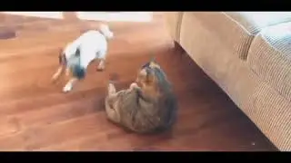 е котята