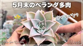 Veranda succulents at the end of May and succulent things to do before the rainy season