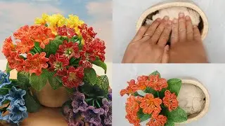 Potting French beaded primroses