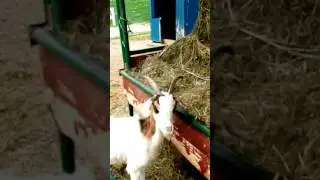 15 апреля на ранчо