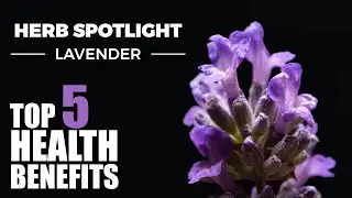 TOP 5 BENEFITS OF LAVENDER - HERB SPOTLIGHT