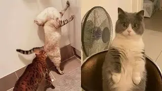 Compilation Funny Cat Moments 😹 Try not to Laugh Challenge 🤣 Best of Funny Cat Videos 😂 #12