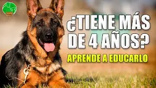 Cómo ENSEÑAR a un PERRO ADULTO (También Rescatado)