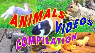 Funny animals videos compilation for children to watch