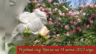 Розовый сад Урала на 14 июня 2023 года.